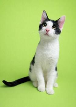 Domestic Short Hair Cats Available for Adoption - Chandler | PetCurious