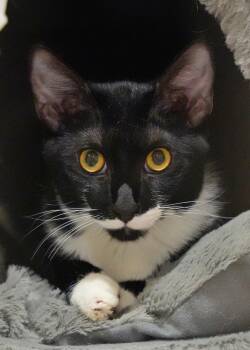 Domestic Short Hair Cats Available for Adoption in Aiken, South Carolina - Mitsy 63001 | PetCurious