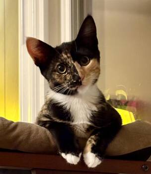Buttercup -  Calico Cat for Adoption in Irvine, California - Buttercup | PetCurious
