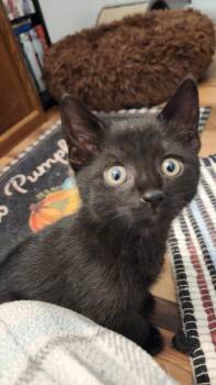 Cypress -  Domestic Short Hair Cat for Adoption in Westfield, Wisconsin - Cypress | PetCurious