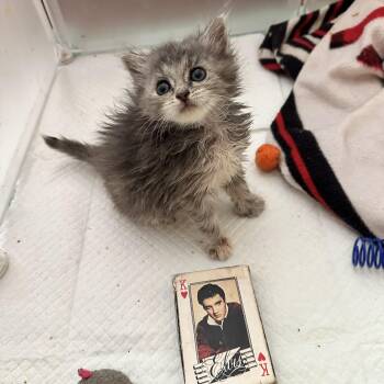 Bunny -  Domestic Long Hair Cat for Adoption in Suffolk, Virginia - Bunny | PetCurious