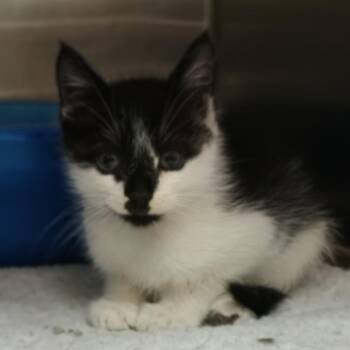 Cowboy -  Domestic Short Hair Cat for Adoption in Palestine, Texas - Cowboy | PetCurious