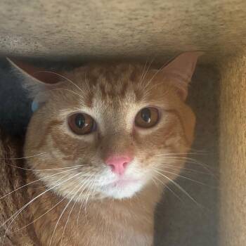 Flora -  Domestic Short Hair Cat for Adoption in Philadelphia, Pennsylvania - Flora | PetCurious