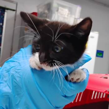 Frank -  Domestic Short Hair Cat for Adoption in Summerville, South Carolina - Frank | PetCurious