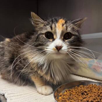 Iris -  Domestic Long Hair Cat for Adoption in South Haven, Michigan - Iris | PetCurious