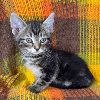 Chalupa -  Domestic Long Hair Cat for Adoption in Mount Vernon, Illinois - Chalupa | PetCurious