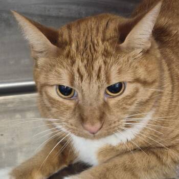Thomas -  Domestic Short Hair Cat for Adoption in Natick, Massachusetts - Thomas | PetCurious
