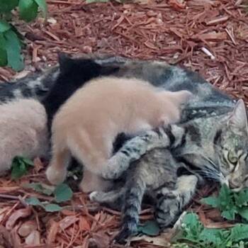 LeBon -  Domestic Short Hair Cat for Adoption in West Palm Beach, Florida - LeBon | PetCurious