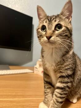 Rescue Domestic Short Hair Cats for Adoption in San Diego, California - Panais | PetCurious