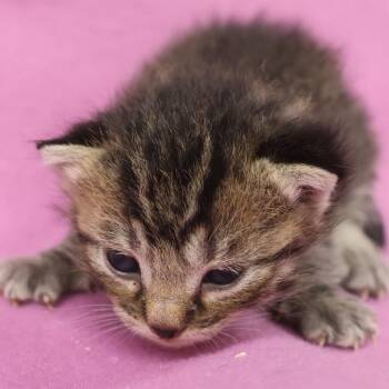 Pearlite C12550 -  Domestic Short Hair Cat for Adoption - Pearlite C12550 | PetCurious
