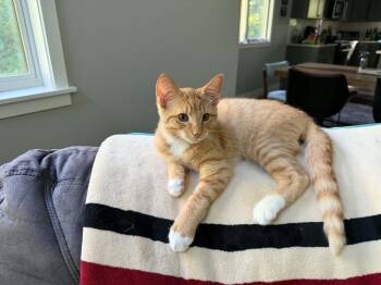 Ronald III -  Domestic Short Hair Cat for Adoption in Muskegon, Michigan - Ronald III | PetCurious