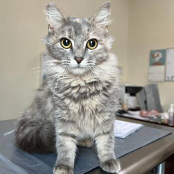 Domestic Long Hair Cats Available for Adoption - Mara | PetCurious
