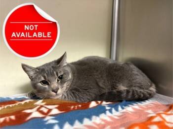 Rescue Domestic Short Hair Cats for Adoption in Lowell, Massachusetts - Chocoberry | PetCurious