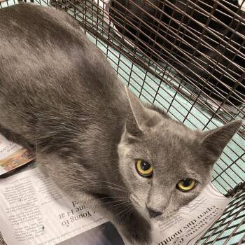 Rescue Domestic Short Hair Cats for Adoption in Modesto, California - A602527 | PetCurious