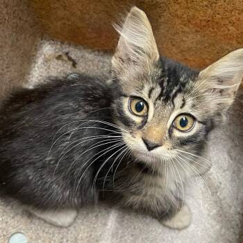 Chocolate Chip -  Domestic Short Hair Cat for Adoption in Philadelphia, Pennsylvania - Chocolate Chip | PetCurious