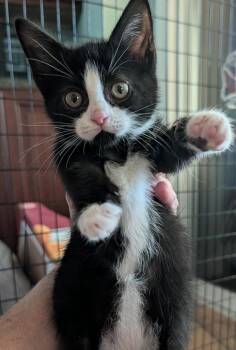 Domestic Short Hair Cats Available for Adoption in Louisa, Virginia - Duke | PetCurious