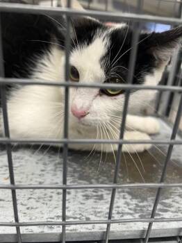 SABIL -  Domestic Short Hair Cat for Adoption in Las Vegas, Nevada - SABIL | PetCurious