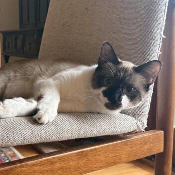 Pawn "Smudge" Chess -  Siamese and Domestic Short Hair Cat for Adoption in Friendswood, Texas - Pawn "Smudge" Chess | PetCurious