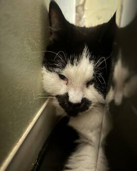 Rescue Domestic Short Hair Cats for Adoption in Quilcene, Washington - Cash | PetCurious