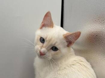 Rescue Siamese and Domestic Short Hair Cats for Adoption in Portland, Oregon - Ron | PetCurious
