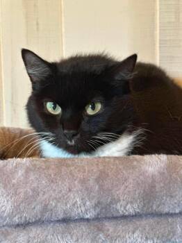 Oreo -  Domestic Short Hair Cat for Adoption in Richmond, Kentucky - Oreo | PetCurious