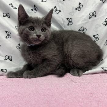 Domestic Short Hair Cats Available for Adoption in Bear, Delaware - Elwood | PetCurious