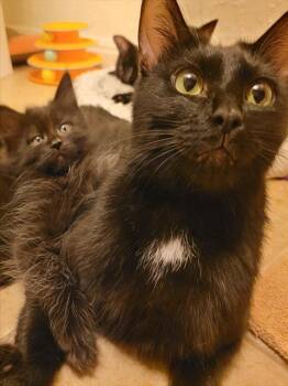 STRUDEL -  Domestic Short Hair Cat for Adoption in Albuquerque, New Mexico - STRUDEL | PetCurious