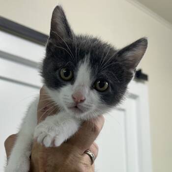 Rescue Domestic Short Hair Cats for Adoption in North Canton, Ohio - Elsa | PetCurious