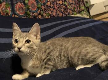 Rescue Tabby Cats for Adoption in Napa, California - Petals ( KT) | PetCurious
