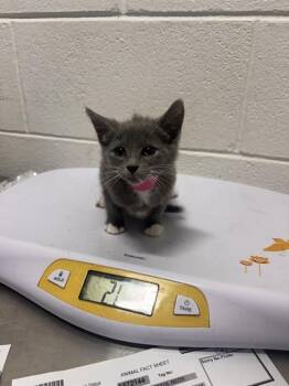 KIT KAT -  Domestic Short Hair Cat for Adoption - KIT KAT | PetCurious