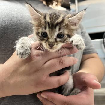 Delilah -  Domestic Short Hair Cat for Adoption in Ardmore, Oklahoma - Delilah | PetCurious