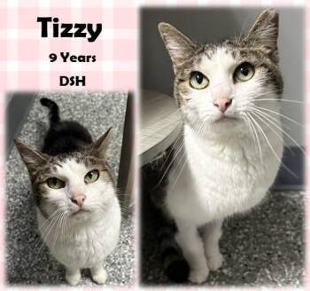 Tizzy -  Domestic Short Hair Cat for Adoption in Franklin, Indiana - Tizzy | PetCurious