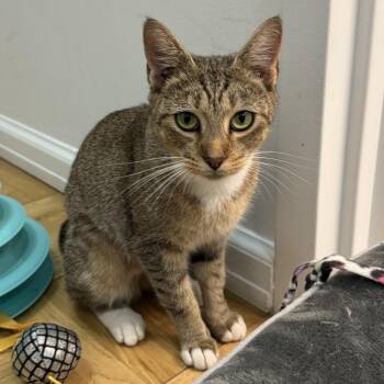 Becca -  Domestic Short Hair Cat for Adoption - Becca | PetCurious