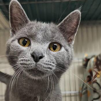 Domestic Short Hair Cats Available for Adoption in West Jefferson, Ohio - Jemma | PetCurious