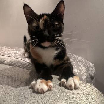 Confetti Callie -  Domestic Short Hair Cat for Adoption in Syracuse, New York - Confetti Callie | PetCurious