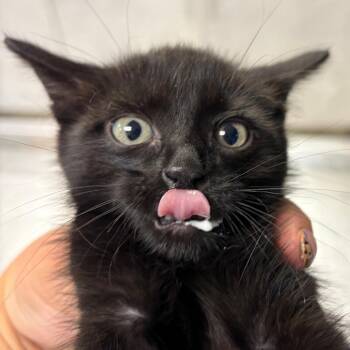 Nosfuratu -  Domestic Short Hair Cat for Adoption in Newark, New Jersey - Nosfuratu | PetCurious