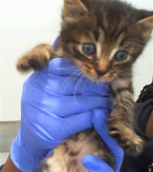 A1266997 -  Domestic Short Hair Cat for Adoption in Charlotte, North Carolina - A1266997 | PetCurious