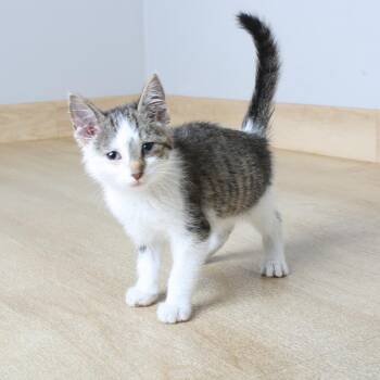 Domestic Short Hair Cats Available for Adoption in Minnetonka, Minnesota - Expedition C69714 | PetCurious