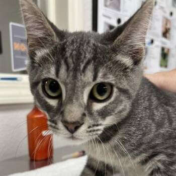 Charlie -  Domestic Short Hair Cat for Adoption in Pleasant Hill, California - Charlie | PetCurious