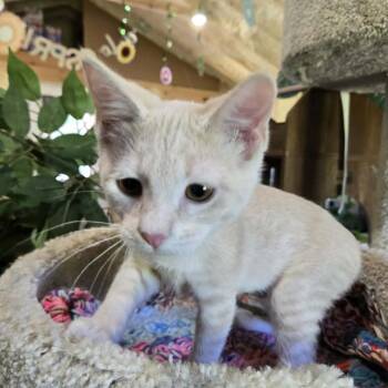 Darcy -  Domestic Short Hair Cat for Adoption in Park Falls, Wisconsin - Darcy | PetCurious