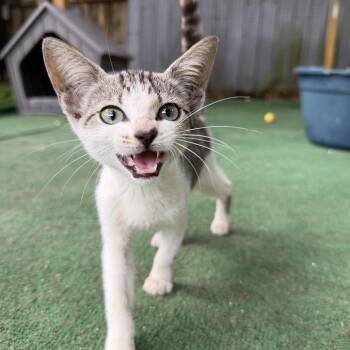 Barnacle -  Domestic Short Hair Cat for Adoption in Homestead, Florida - Barnacle | PetCurious