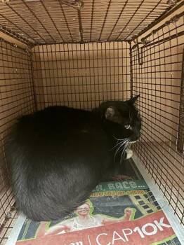 Salem -  Domestic Short Hair Cat for Adoption in Austin, Texas - Salem | PetCurious