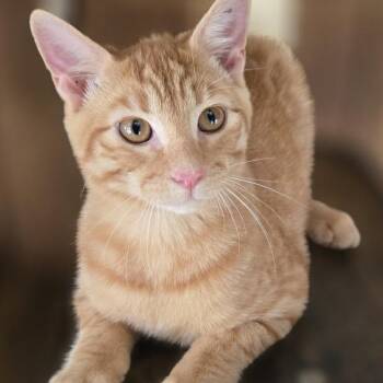 Stu Hopps -  Domestic Short Hair Cat for Adoption in Concord, New Hampshire - Stu Hopps | PetCurious