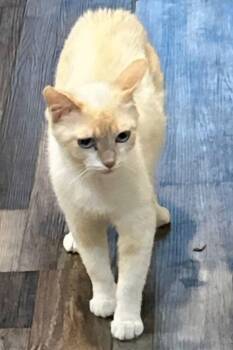 Daisy -  Siamese and Domestic Short Hair Cat for Adoption in Cromwell, Kentucky - Daisy | PetCurious