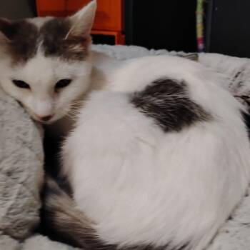 Rescue Domestic Short Hair Cats for Adoption in Crookston, Minnesota - Lightning | PetCurious