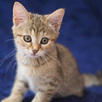 Sprite -  Domestic Short Hair Cat for Adoption in Brockton, Massachusetts - Sprite | PetCurious