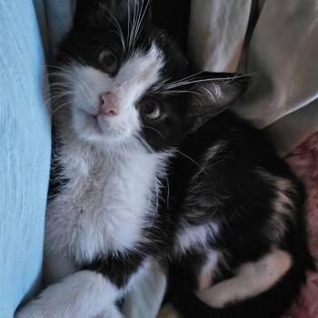 Rescue Domestic Short Hair Cats for Adoption - Moo Moo | PetCurious