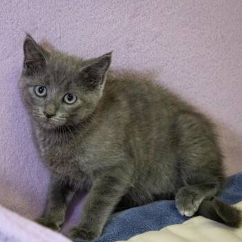 Nickel -  Domestic Short Hair Cat for Adoption in Versailles, Kentucky - Nickel | PetCurious