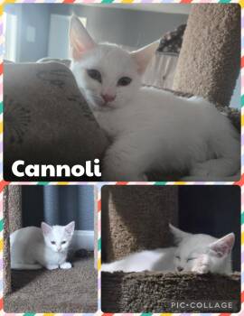 Cannoli -  Domestic Medium Hair Cat for Adoption in Newberg, Oregon - Cannoli | PetCurious