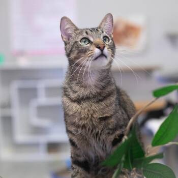 Bro -  Domestic Short Hair Cat for Adoption in St. Augustine, Florida - Bro | PetCurious